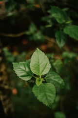 green leaves on a tree