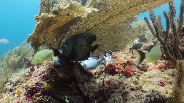 pez angel frances (pomacanthus paru) oculto en un coral abanico gigante