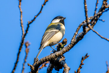 Obraz premium 枝にとまるシジュウカラ