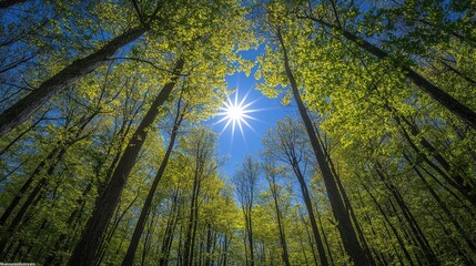Naklejka premium Sunlight Streaming Through a Springtime Forest
