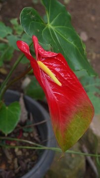 large flowered variety of anthurium flowers isolated white background, flamingo or laceleaf with two toned green edges and red center spathe, soft focus in natural light and vertical orientation