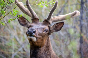 Young Elk checking out the spectators.