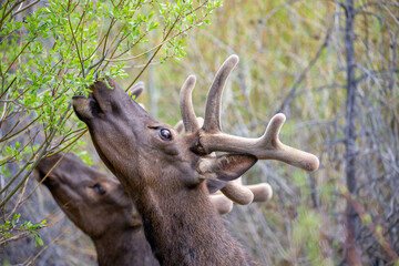 Young Elk eating young leaves.