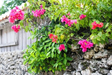 Bright reddish pink bougainvillea on a branch