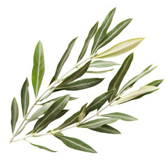 Lush Green Olive Branch  Sprig  Leaves  Nature  Botany  Plant  Greenery