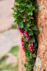 Pink creeper vine on stone