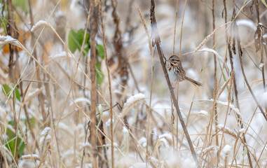 Fototapeta premium Song sparrow perched on a branch.