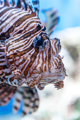 アクアワールド大洗のハナミノカサゴ