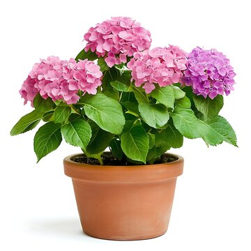 pink hydrangea plant in a clay pot isolated on white background