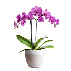 purple orchid plant in a ceramic pot with green leaves isolated on white background