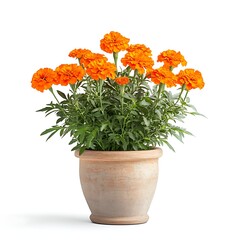 orange marigold plant in a large ceramic pot isolated on white background