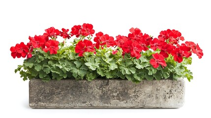 red geranium plant in a rectangular stone pot isolated on white background