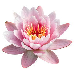 Pink Water Lily Flower Bloom  Aquatic Plant  Nature Photography