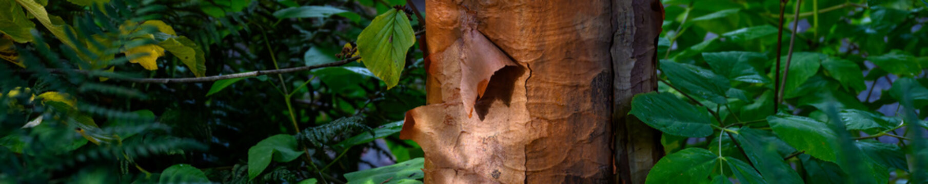 Closeup detail of pealing bark of a Paperbark Maple, Acer Griseum, tree trunk highlighted by a sunbeam in a fall garden, as a nature background

