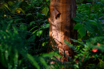 Closeup detail of pealing bark of a Paperbark Maple, Acer Griseum, tree trunk highlighted by a sunbeam in a fall garden, as a nature background
