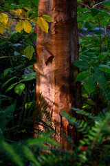 Closeup detail of pealing bark of a Paperbark Maple, Acer Griseum, tree trunk highlighted by a sunbeam in a fall garden, as a nature background
