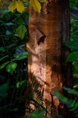 Closeup detail of pealing bark of a Paperbark Maple, Acer Griseum, tree trunk highlighted by a sunbeam in a fall garden, as a nature background
