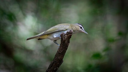 Red-eyed Vireo