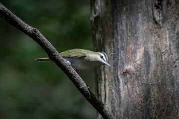 Red-eyed Vireo