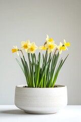 yellow daffodil plant in a white ceramic pot isolated on white background © SKY