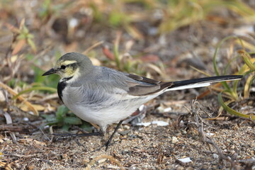 White Wagtail looking for food in the sand