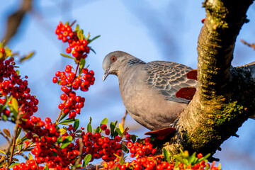 ピラカンサとキジバト