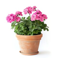 pink geranium plant in a large terracotta pot isolated on white background