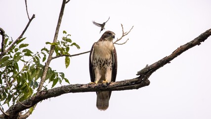 Red-tailed Hawk