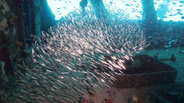 escuela de peces en el interior de un naufragio en el fondo del mar