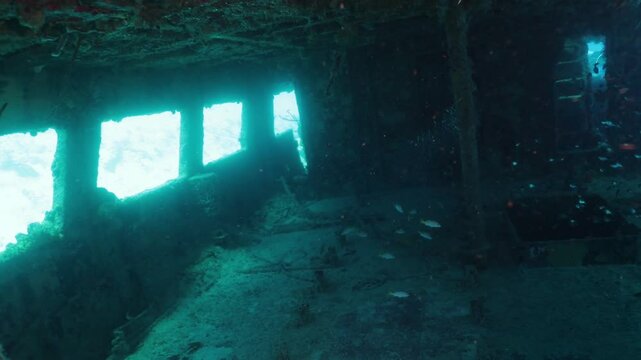 escuela de peces en el interior de un naufragio en el fondo del mar