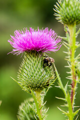 Canadian Thistle