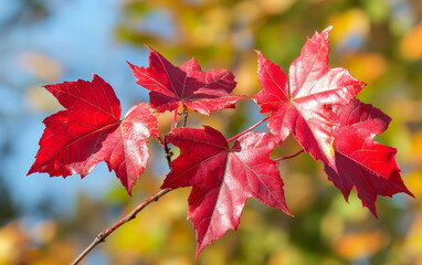 red maple leaves