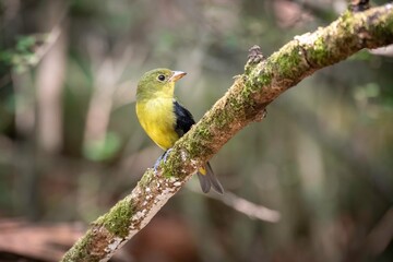 Scarlet Tanager