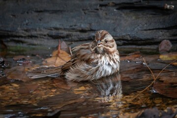 Song Sparrow