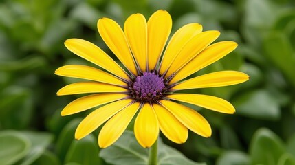 Obraz premium A vibrant closeup captures the beauty of a yellow and purple flower, showcasing its abundant, delicate petals.