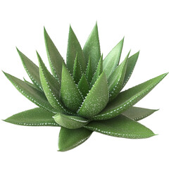 Realistic 3D Aloe Vera Plant