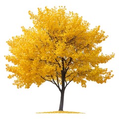 gingko tree with yellow leaves isolated on white background