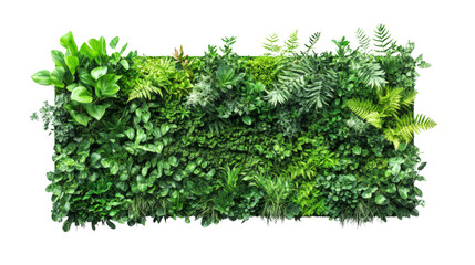 green plant wall panel isolated transparent background