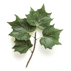 sycamore tree with wide leaves isolated on white background