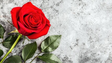 Elegant red rose on textured background floral photography natural beauty close-up view