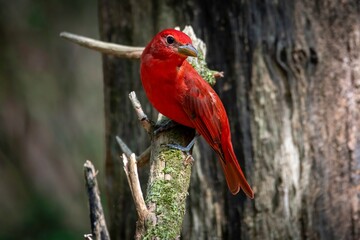 Summer Tanager