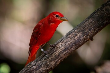 Summer Tanager