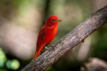 Summer Tanager