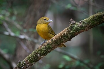 Summer Tanager