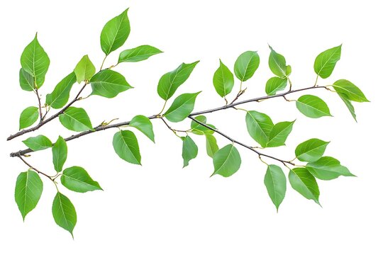 hickory tree with green leaves isolated on white background