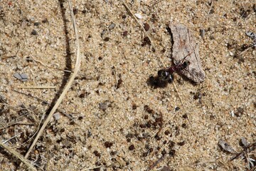 Meat Ant (Iridomyrmex purpureus) carrying beetle prey to nest, South Australia