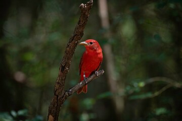 Summer Tanager