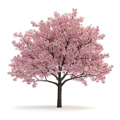 Obraz premium cherry tree with blossoms isolated on white background