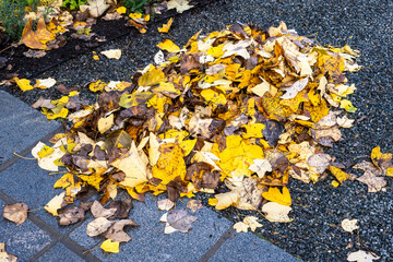 Fall garden cleanup and maintenance, pile of yellow leaves of a Chinese Tulip Tree, Liriodendron Chinense, raked up in a pile on a gravel path, as a nature background
