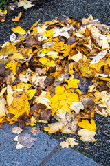 Fall garden cleanup and maintenance, pile of yellow leaves of a Chinese Tulip Tree, Liriodendron...